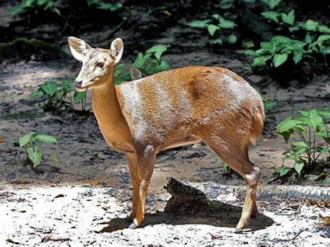 Hog Deer Axis Porcinus