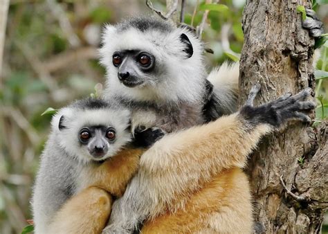 Suzys Animals Of The World Blog The Diademed Sifaka