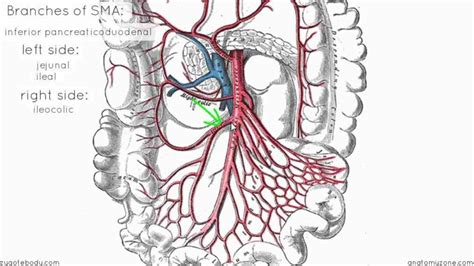 Anatomy Of Superior Mesenteric Artery