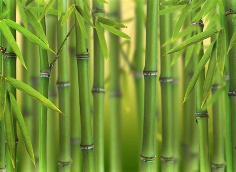 Planter Un Bambou En Bambou Bambou En Pot Comment Planter Du