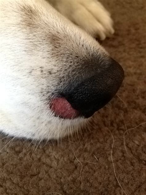 Nose Images I Noticed A Small Pinkish Sore On The Side Of My Dogs