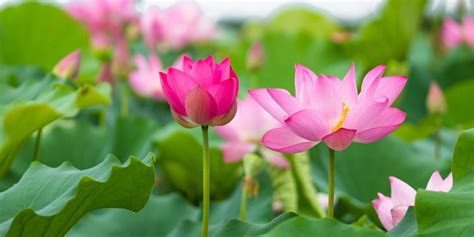 Talk About Vietnamese Lotus Flower The Pure And Noble Flower