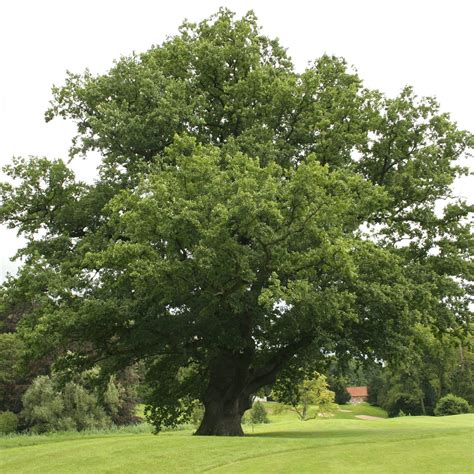 Our Reusable Roots Plants English Oak Tree Quercus Robur Trees