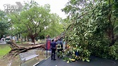 新北中和自強公園巨樹連根拔起倒塌 重壓7旬婦右腿傷