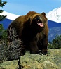 Grizzly bear (Ursus arctos horribilis) | DinoAnimals.com
