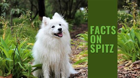 Spitz Dog Breed Information And Unique Facts Petmoo