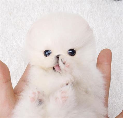 Noodles White Micro Teacup Pomeranian Microteacups