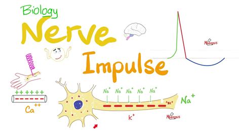 What Is Conduction Of Nerve Impulse En General