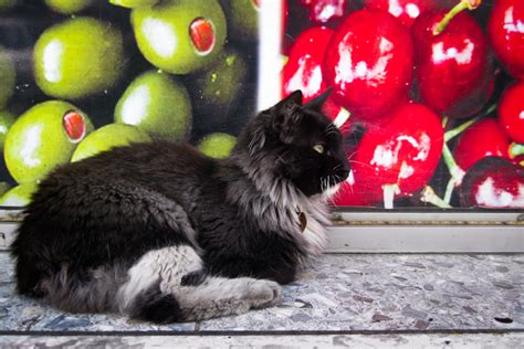 Caracas Shots Gypsy Cats Random 1