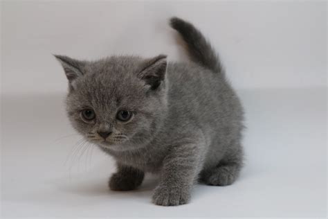 Kitten 7581 Blue British Shorthair Ouachita British Shorthairs