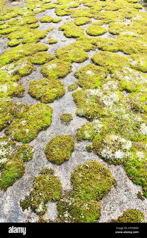 Moss Backgrounds Hi Res Stock Photography And Images Alamy