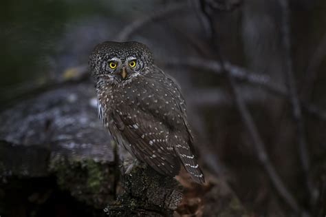 Burung Hantu Cabang Foto Gratis Di Pixabay Pixabay