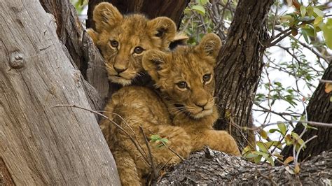 Lion Cubs Wallpaper Wallpapersafari