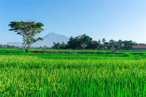 Views Of Rice Fields With Mountain Backgrounds In A Rural Area In