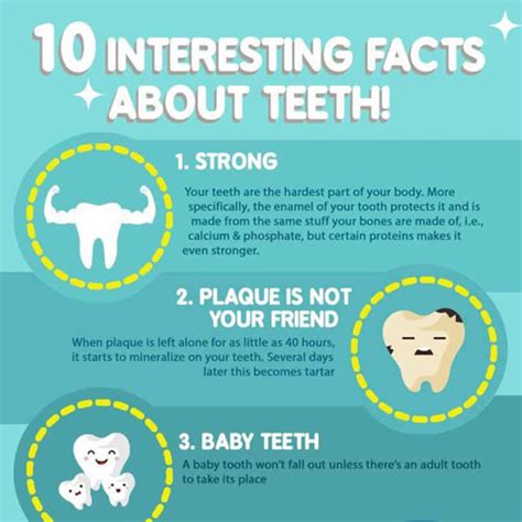 10 Interesting Facts About Teeth Infographic Infographics