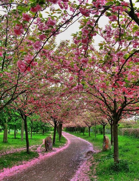 Cherry Blossom Path Spring Pinterest