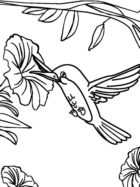 Descargue E Imprima Gratis Dibujos Para Colorear Aves