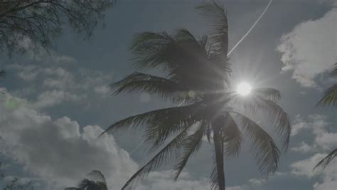 A Palm Tree Right Under The Sun With Lens Flare Stock Video Footage Dissolve