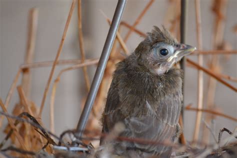 Newborn Baby Cardinal At All3