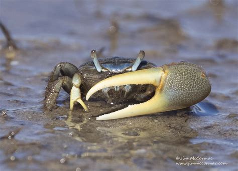 Ohio Birds And Biodiversity Mud Fiddler Crab
