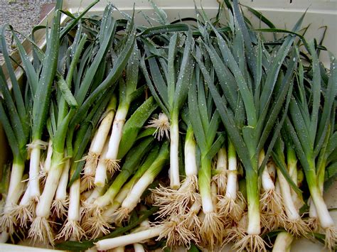 How To Prepare Leeks Kuhn Orchards