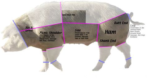 Pork Cuts Explained Kickin K Ranch