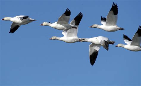 Snow Geese Flying Snow Geese Flying Forsythe Refuge Michael Hogan