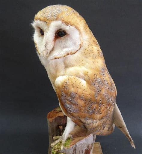 Barn Owl Adrian Johnstone Taxidermist