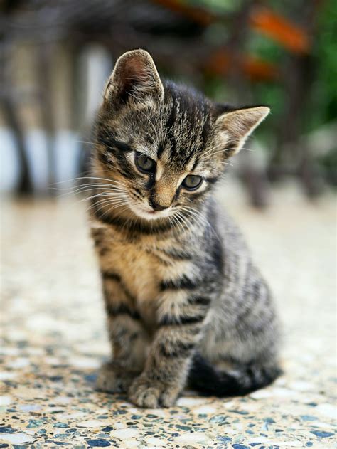 750 Cute Cat Pictures Download Free Images On Unsplash