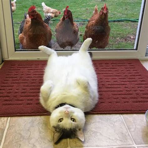 Cat Does Not Understand Why Chickens Are So Obsessed With Him We Love Cats And Kittens
