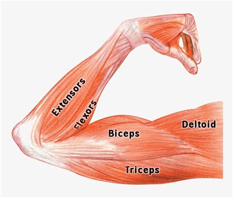 Muscle Png Image Background Biceps Triceps And Deltoids Transparent