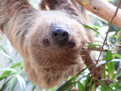 Free Images Grass Wildlife Mammal Fauna Sloth Wild Animal Lazy