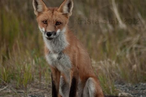 Beautiful Red Fox I Saw This Lovely Fox While Out For A