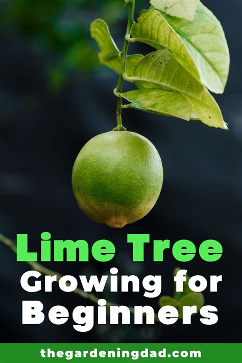 Lime Tree Growing For Beginners With Text Overlay