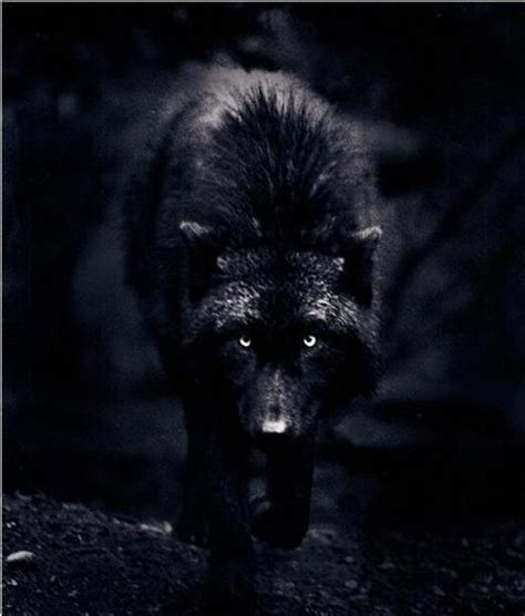 Dark Wolf By Xxdoctoronline1800xx On Deviantart