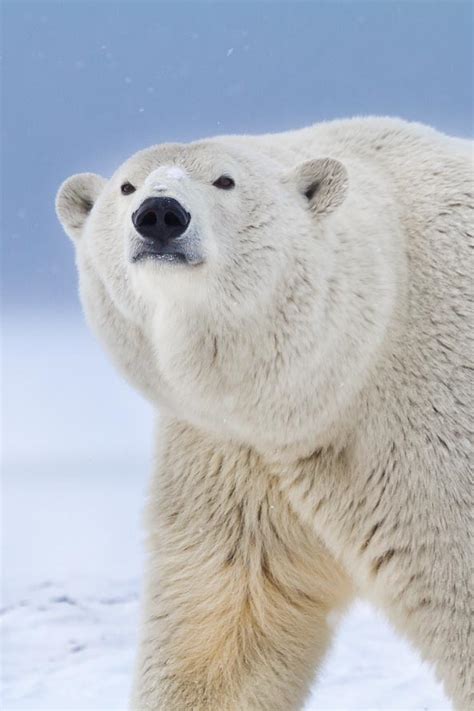 Polar Bear Portrait Alaskaphotographics