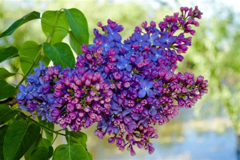 How To Grow And Prune Lilac Bushes Dengarden