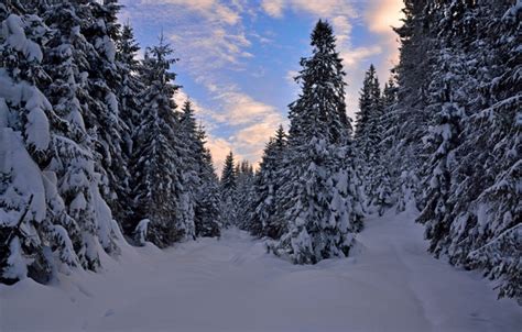 Wallpaper Sunset Winter Trees Forest Norway Frost