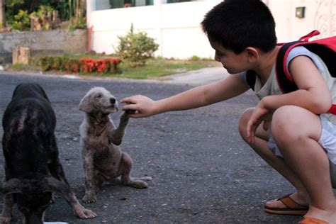 Young Boy Helping To Save Stray Animals