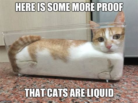 Liquid Cat Imgflip