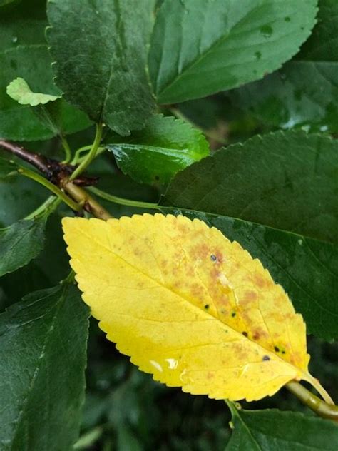 Cherry Tree Leaves Yellow And Spotted Plantdoc