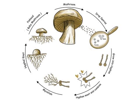 The Mushroom Life Cycle Forest Origins