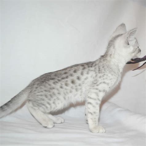In most cases you will not notice the spots on the body and the rings on the tail unless in good lighting. F2 Savannah Kittens Available in Ohio Savannah Cats Call ...