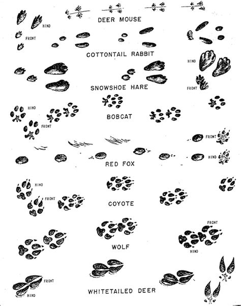 Guide To Animal Tracks In Snow