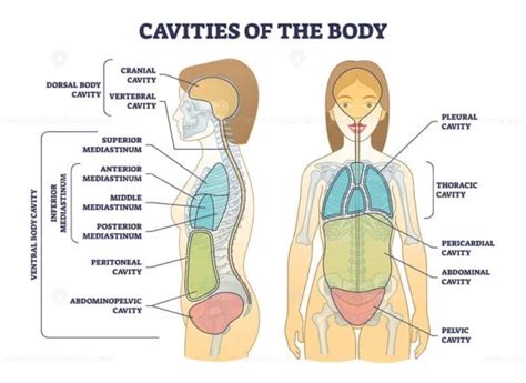 Cavities Of Body And Anatomical Compartment Medical Division Outline