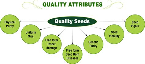 Quality Attributes Png Super Seeds