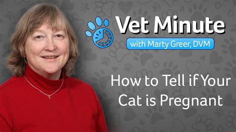 How To Tell If Your Cat Is Pregnant Youtube