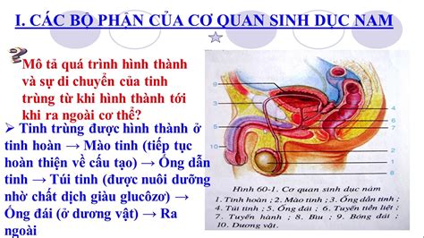 BÀi 60 CƠ Quan Sinh DỤc Nam Sinh HỌc 8 Youtube