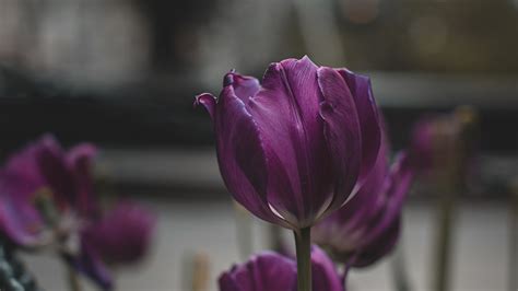 Download Wallpaper 3840x2160 Tulips Purple Flowers