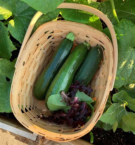 How To Easily Grow Zucchini In Containers Okra In My Garden